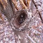 Nest