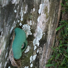 Fungus