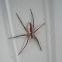 Nursery Web Spider