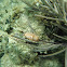 Flamingo tongue snail