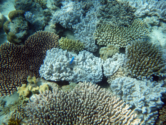 Spotting Image 1