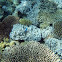 Blue damselfish