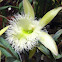 Rhyncholaelia Orchid