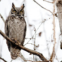 Great Horned Owl