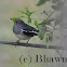 Oriental Magpie-Robin (Female)
