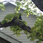 Steller's jay