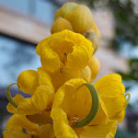 Candle Bush