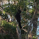 Yellow-tailed Black Cockatoo