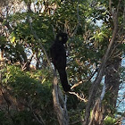 Yellow-tailed Black Cockatoo