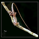 Garden Lizard