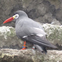 Inca Tern