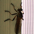 Robber Fly