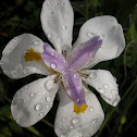 African Iris