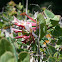 European Honeysuckle