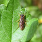 Sawfly