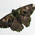 Geometridae, Geometrinae, Pseudoterpnini