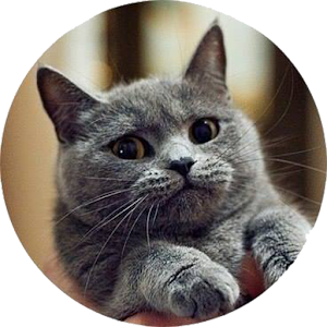 Daily Cat Pictures.apk 1.0