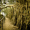 Strangler fig