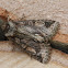 Green-brindled Crescent