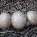 puff balls