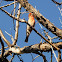 House Finch