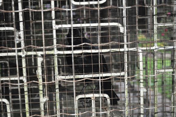 Spotting Image 1