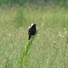 Bobolink