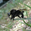 Robber fly