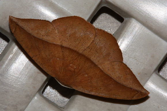 Spotting Image 1