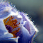 Pasque Flower