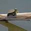 Tortuga de Florida