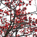 Bombax Ceiba 木棉樹