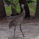 sandhill crane