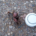 Sonoran Desert toad scat