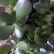 Jade tree
