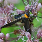 Virginia Ctenucha Moth