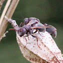 Dark-faced Brown Paper Wasp.