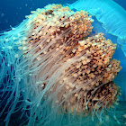 Nomura's Jellyfish