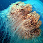 Nomura's Jellyfish
