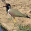 red wattled lapwing