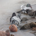 Rock Pigeon
