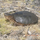 Common Snapping Turtle