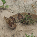 Southern Copperhead