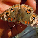 Common buckeye