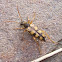 Notch-tipped Flower Longhorn