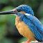 Common Kingfisher