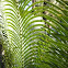 Cycas
