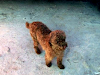 Caniche Toy Marron Chocolate Ideal Reproductor