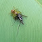 jumping spider and prey