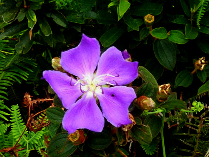 Princess flower
